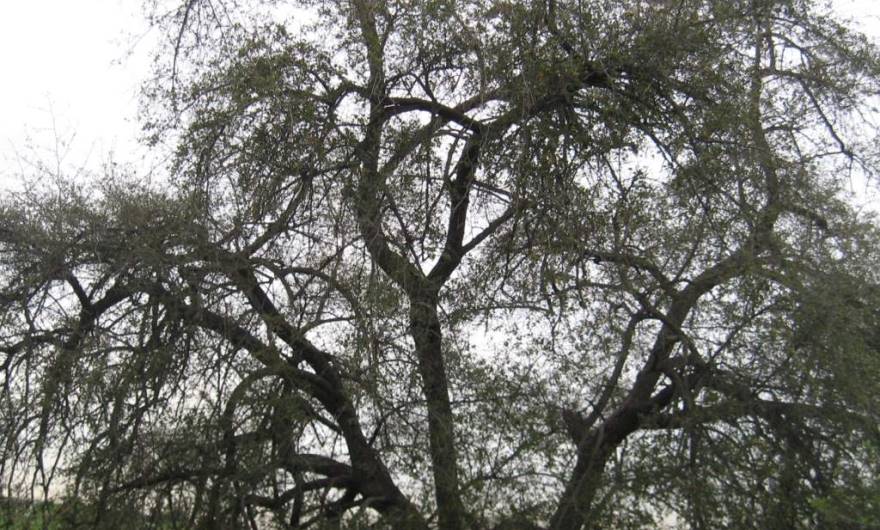 אלבום תמונות: עץ שיזף אדיר ממדים