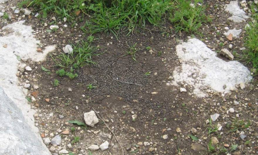 אלבום תמונות: תחנת הרחה (גללים) של צבאים. בסביבת גבעת חרובה גרה משפחת צבאים הנראית לעיתים תכופות