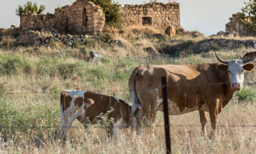 אלבום תמונות: צילום: רונית יהודאי מימון אלבום תמונות: צילום: רונית יהודאי מימון