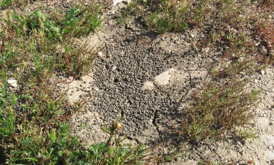 אלבום תמונות: תחנת הרחה (גללים) של צבאים אלבום תמונות: תחנת הרחה (גללים) של צבאים