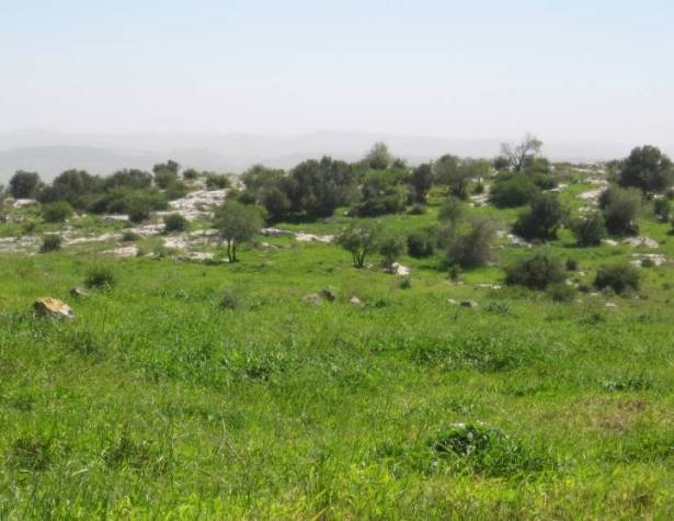 הגבעה המזרחית הגבעה המזרחית