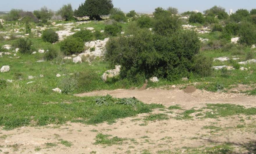 אלבום תמונות: צומת הדרכים מזווית אחרת, מבט צפונה. בולט עץ החרוב בכניסה לחורבות הכפר, מקום מצוין לחנייה אלבום תמונות: צומת הדרכים מזווית אחרת, מבט צפונה. בולט עץ החרוב בכניסה לחורבות הכפר, מקום מצוין לחנייה