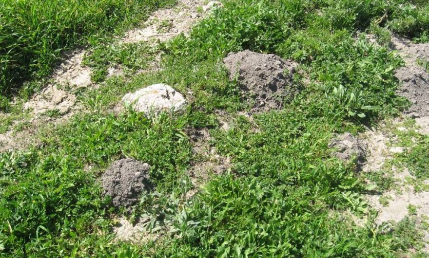 אלבום תמונות: תלוליות של פעילות חולד אלבום תמונות: תלוליות של פעילות חולד