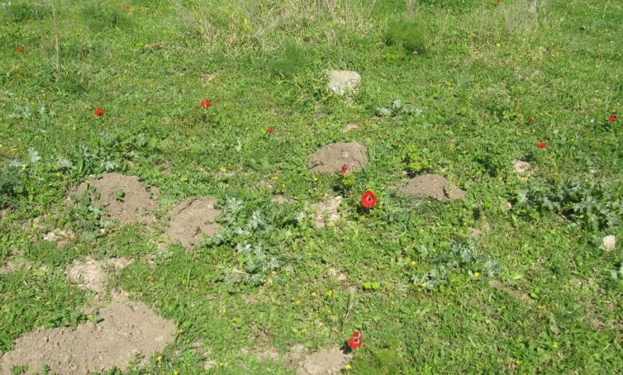 אלבום תמונות: כלניות במדרון הצפוני של גבעת אל-כונייסה אלבום תמונות: כלניות במדרון הצפוני של גבעת אל-כונייסה