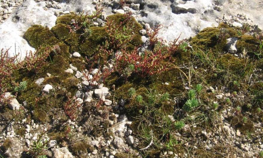 אלבום תמונות: צורית חיוורת וזערורית קטנת-פרי אלבום תמונות: צורית חיוורת וזערורית קטנת-פרי