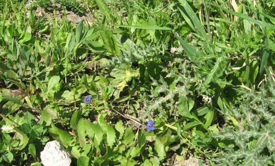 אלבום תמונות: מרגנית השדה אלבום תמונות: מרגנית השדה