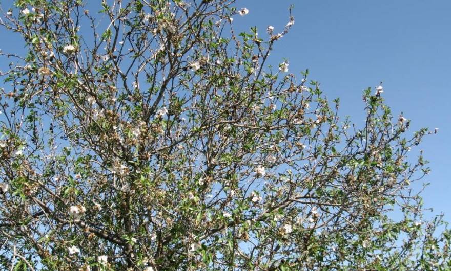 אלבום תמונות: פריחת שקד אלבום תמונות: פריחת שקד