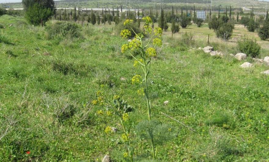 אלבום תמונות: כלך מצוי אלבום תמונות: כלך מצוי