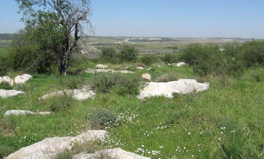 אלבום תמונות: קחוון מצוי אלבום תמונות: קחוון מצוי