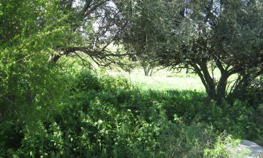 אלבום תמונות: סרפד כדורים אלבום תמונות: סרפד כדורים