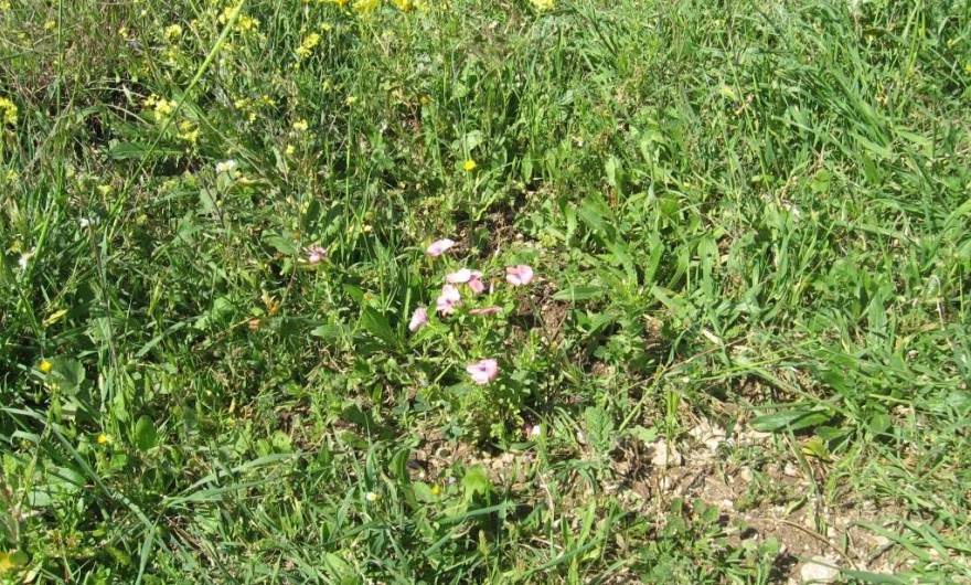 אלבום תמונות: פשתה שעירה אלבום תמונות: פשתה שעירה