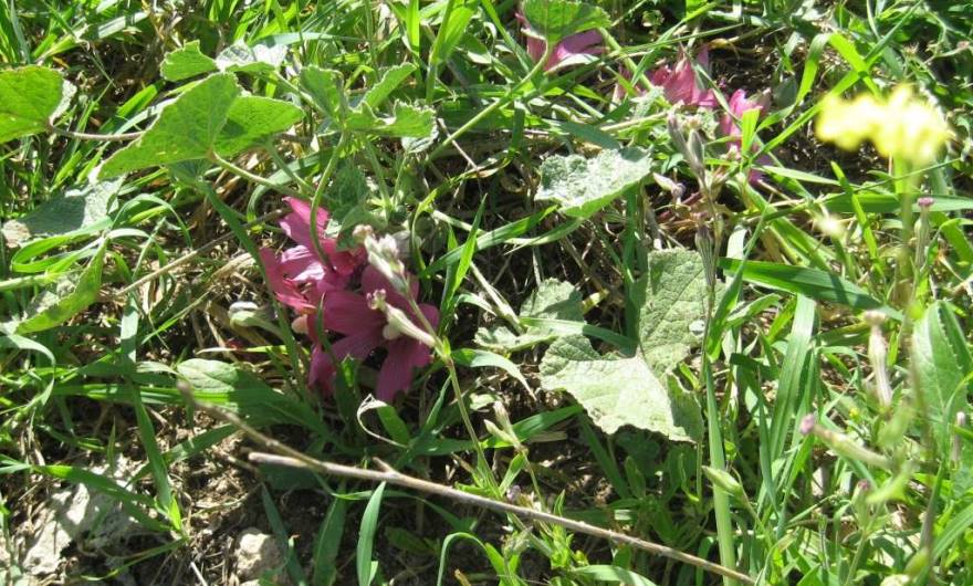 אלבום תמונות: חוטמית עין הפרה אלבום תמונות: חוטמית עין הפרה