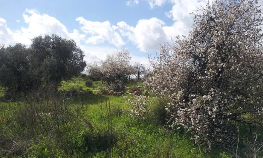 אלבום תמונות: עצי בוסתן בקרבת חורבות אל-כונייסה אלבום תמונות: עצי בוסתן בקרבת חורבות אל-כונייסה