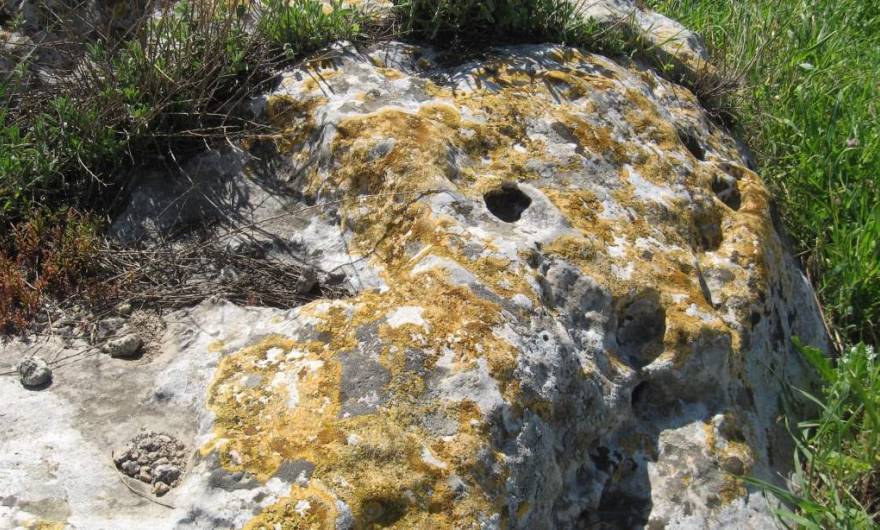 אלבום תמונות: חזזיות אלבום תמונות: חזזיות