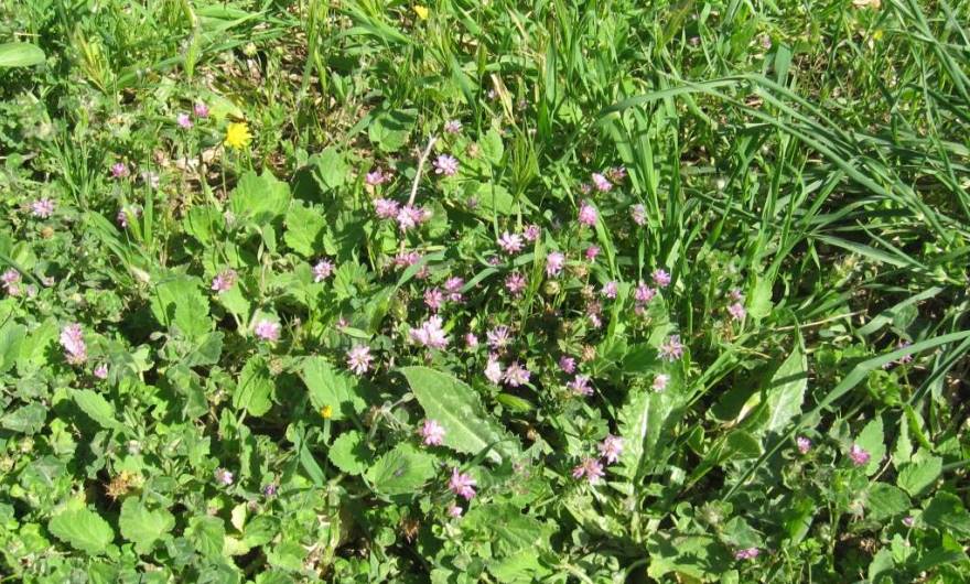 אלבום תמונות: תלתן הפוך אלבום תמונות: תלתן הפוך