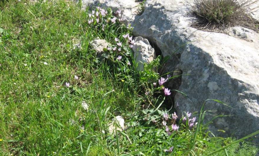 אלבום תמונות: רקפת מצויה אלבום תמונות: רקפת מצויה