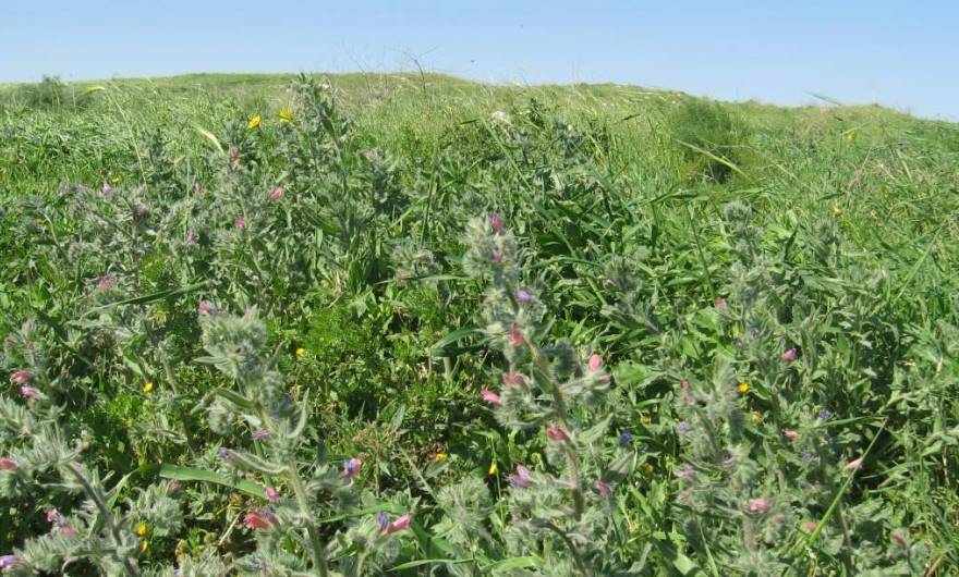 אלבום תמונות: עכנאי יהודה אלבום תמונות: עכנאי יהודה