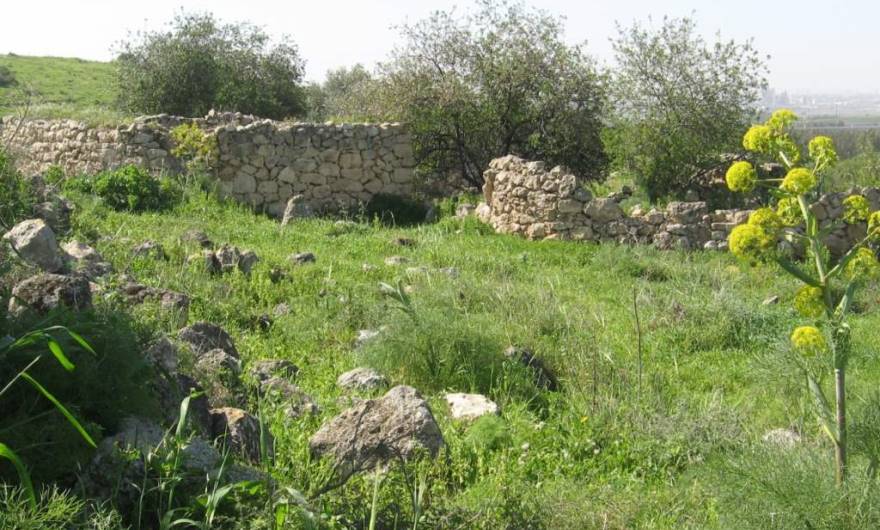 אלבום תמונות: שרידי הכפר אל-כונייסה אלבום תמונות: שרידי הכפר אל-כונייסה