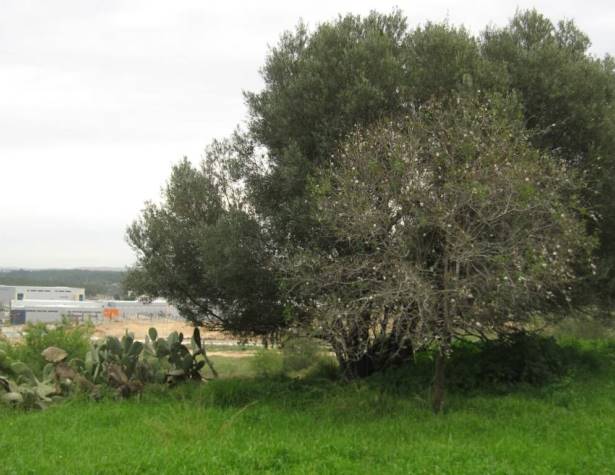 גבעת חרובה – מבט אל עבר אזור התעסוקה (ליגד)