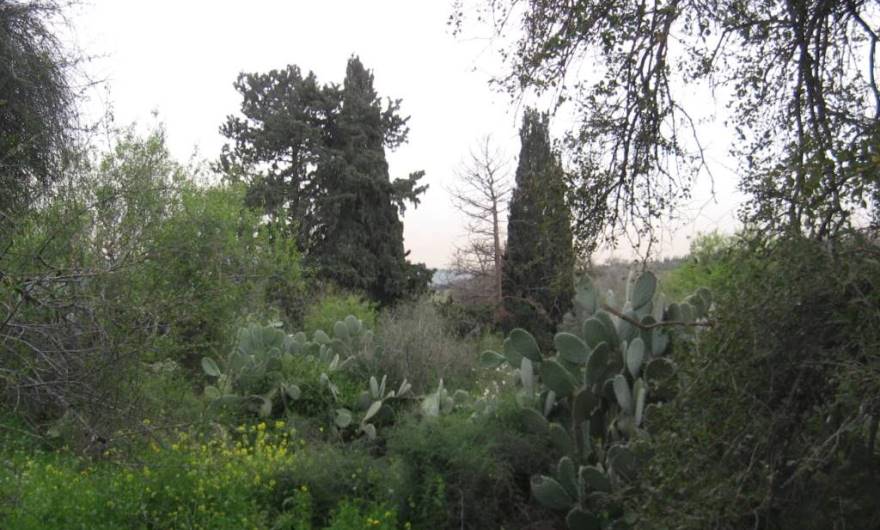 אלבום תמונות: בלב סבך הצמחייה על גבעת חורבת חרובה