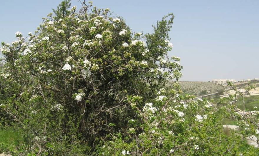 אלבום תמונות: פריחת האגס הסורי במרום גבעת שר אלבום תמונות: פריחת האגס הסורי במרום גבעת שר