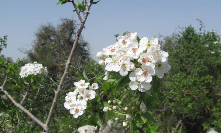 אלבום תמונות: פריחת האגס הסורי במרום גבעת שר אלבום תמונות: פריחת האגס הסורי במרום גבעת שר