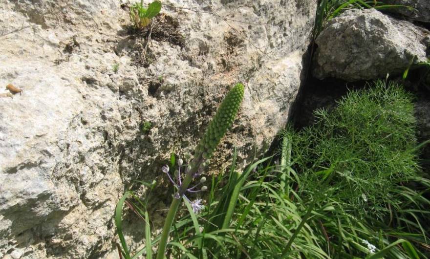 אלבום תמונות: בן חצב יקינטוני אלבום תמונות: בן חצב יקינטוני