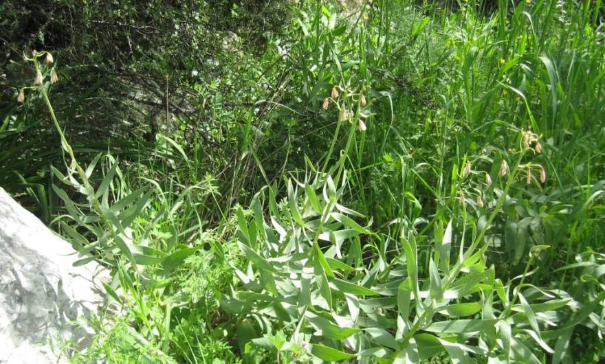 אלבום תמונות: גביעונית הלבנון (אחרי שיא הפריחה) אלבום תמונות: גביעונית הלבנון (אחרי שיא הפריחה)