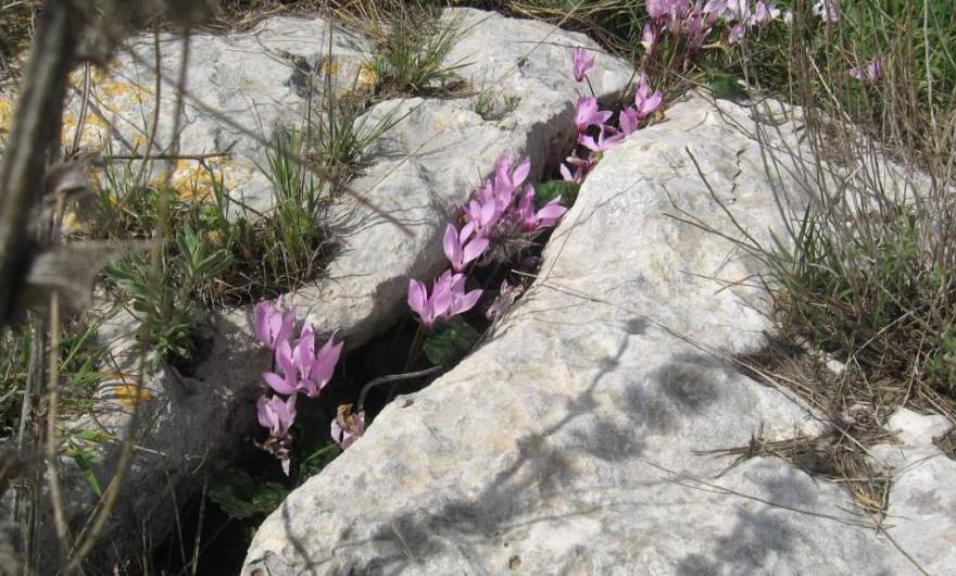 אלבום תמונות: רקפת אלבום תמונות: רקפת