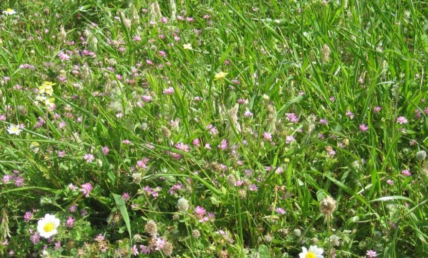 אלבום תמונות: תלתן הפוך אלבום תמונות: תלתן הפוך