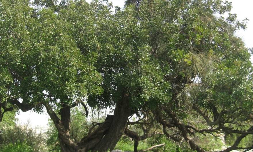 אלבום תמונות: עץ החרוב בפסגת גבעת שר אלבום תמונות: עץ החרוב בפסגת גבעת שר