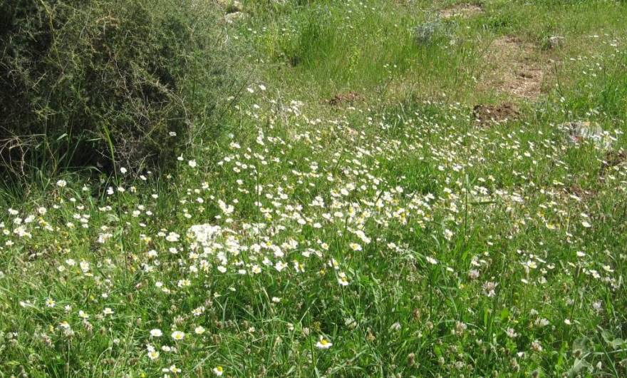 אלבום תמונות: קחוון אלבום תמונות: קחוון