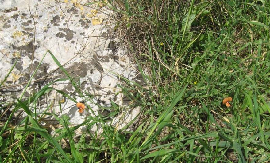 אלבום תמונות: טופח ריסני אלבום תמונות: טופח ריסני