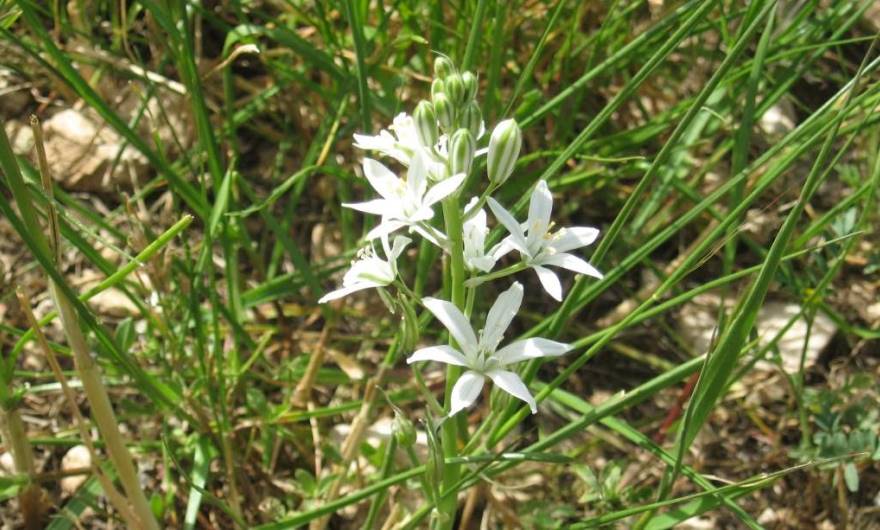 אלבום תמונות: נץ חלב צרפתי אלבום תמונות: נץ חלב צרפתי