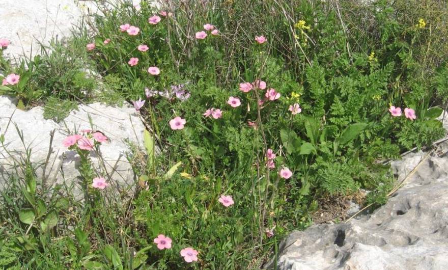 אלבום תמונות: פשתה שעירה אלבום תמונות: פשתה שעירה