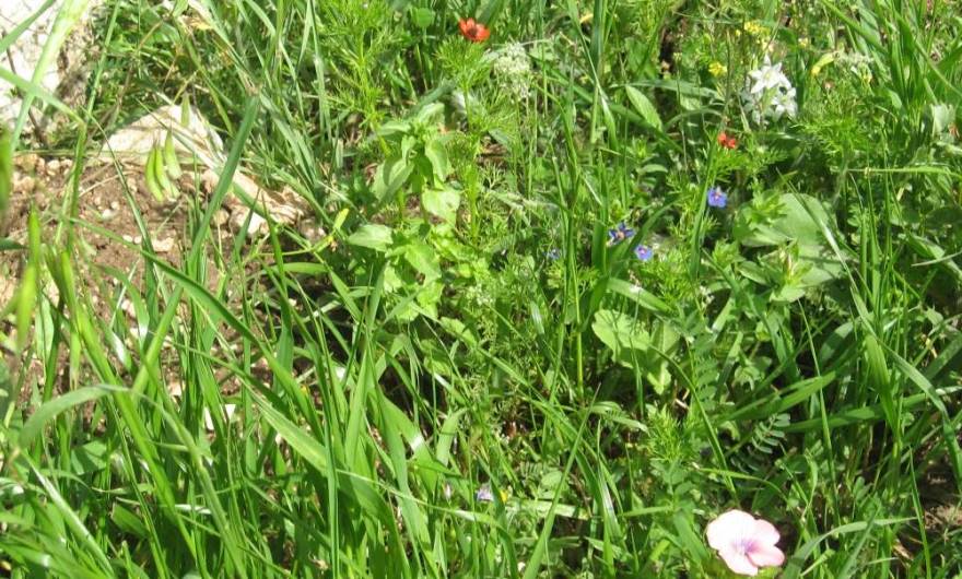 אלבום תמונות: פריחה אביבית אלבום תמונות: פריחה אביבית