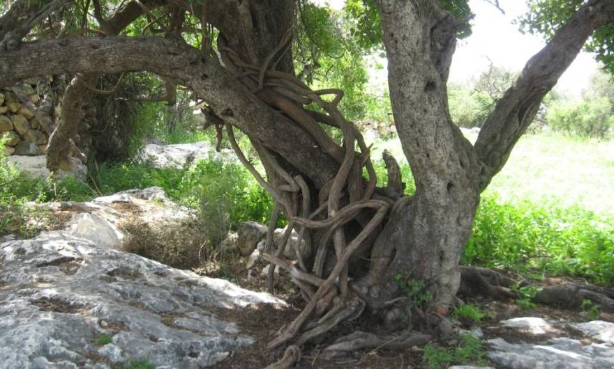 אלבום תמונות: גזעי שרביטן על גבי עץ החרוב אלבום תמונות: גזעי שרביטן על גבי עץ החרוב