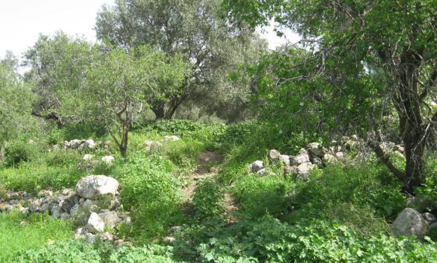 אלבום תמונות: הבוסתן המערבי אלבום תמונות: הבוסתן המערבי