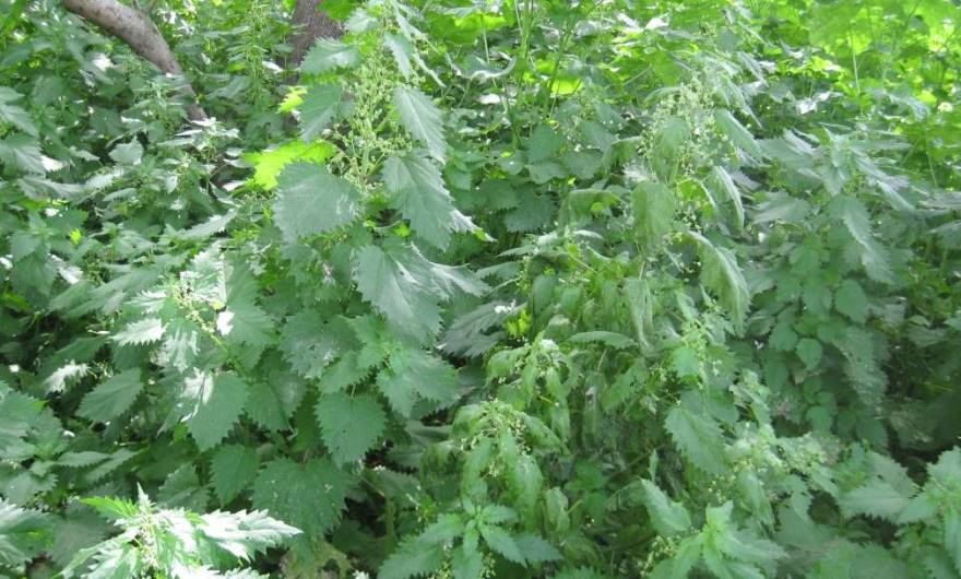 אלבום תמונות: סרפד כדורים אלבום תמונות: סרפד כדורים