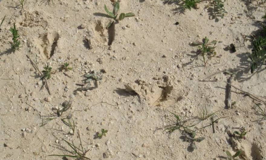 אלבום תמונות: עקבות צבי אלבום תמונות: עקבות צבי