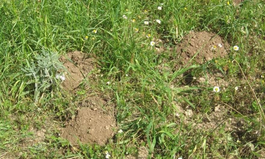 אלבום תמונות: תלוליות של פעילות חולד אלבום תמונות: תלוליות של פעילות חולד