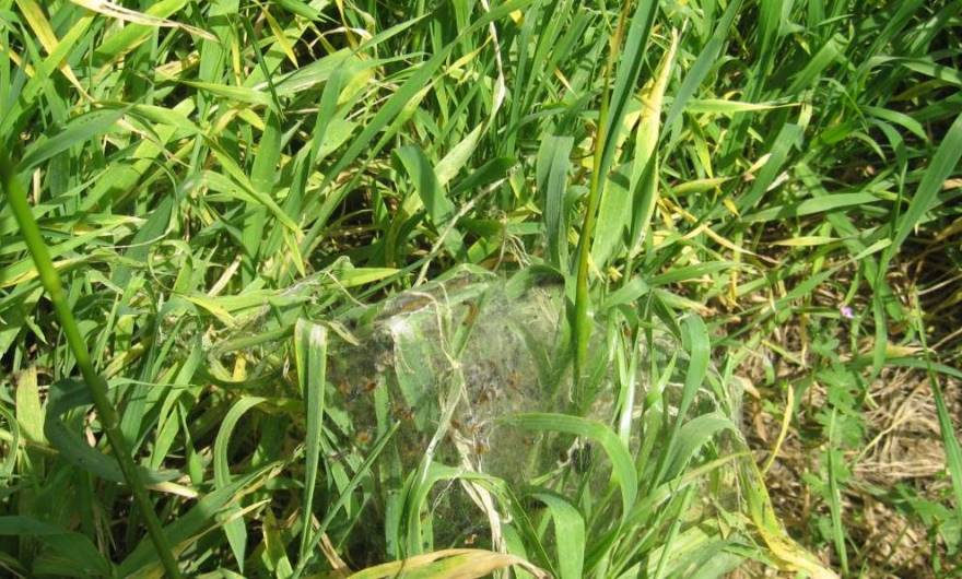 אלבום תמונות: טוואי התהלוכה אלבום תמונות: טוואי התהלוכה