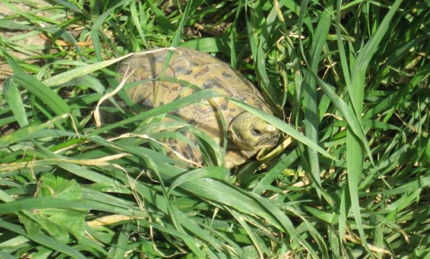אלבום תמונות: צב יבשה אלבום תמונות: צב יבשה