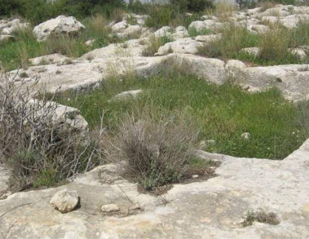 גת בעלת שרידי רצפת פסיפס גת בעלת שרידי רצפת פסיפס