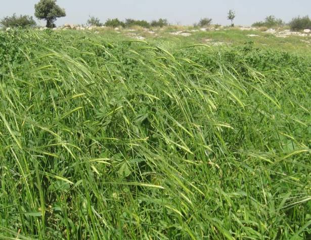 שדה דגניים בחלקה מסוקלת ומתוחמת באבנים שדה דגניים בחלקה מסוקלת ומתוחמת באבנים