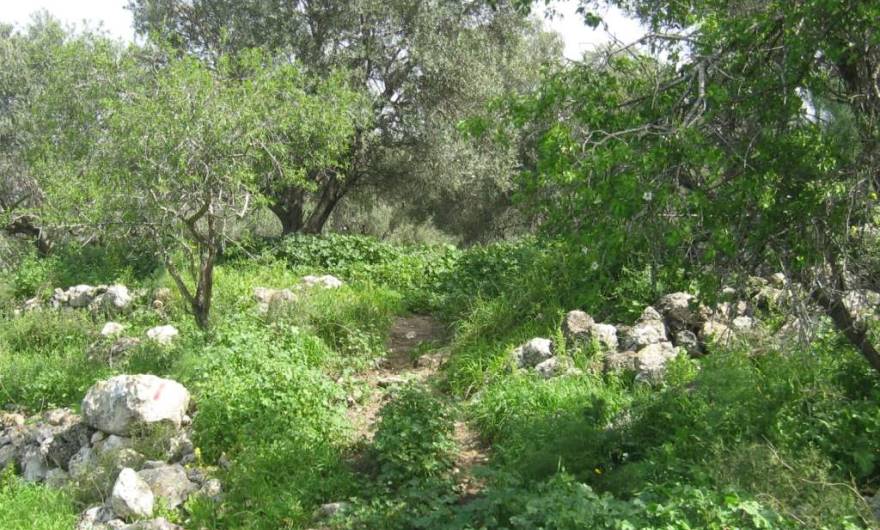 אלבום תמונות: בוסתן חורבת שר – מבט מזרחה אלבום תמונות: בוסתן חורבת שר – מבט מזרחה