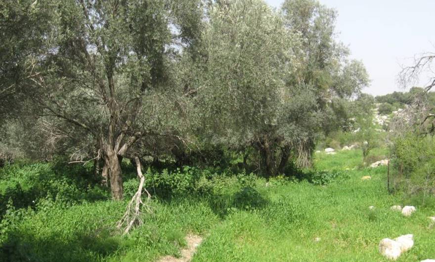 אלבום תמונות: צדו המזרחי של הבוסתן בחורבת שר. מימין תחילת המדרון. מתחת לעצי הזית ריכוז סרפד אלבום תמונות: צדו המזרחי של הבוסתן בחורבת שר. מימין תחילת המדרון. מתחת לעצי הזית ריכוז סרפד