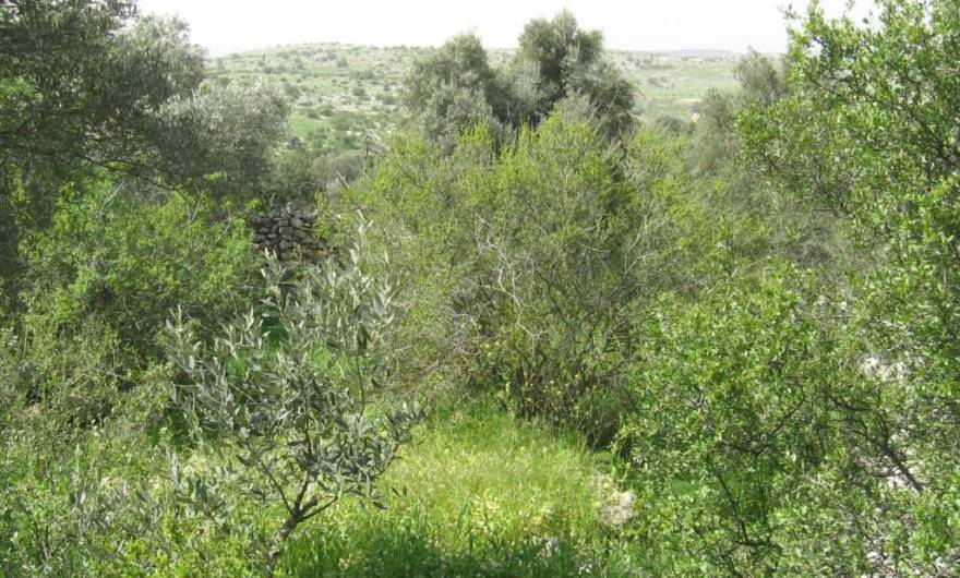 אלבום תמונות: צמחייה עבותה, שילוב של עצי בוסתן ועשבייה סבוכה במתחם הבוסתן שבראש גבעת שר – מבט מערבה אלבום תמונות: צמחייה עבותה, שילוב של עצי בוסתן ועשבייה סבוכה במתחם הבוסתן שבראש גבעת שר – מבט מערבה