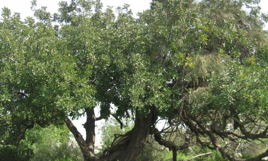 אלבום תמונות: עץ חרוב ענק בראש הגבעה אלבום תמונות: עץ חרוב ענק בראש הגבעה