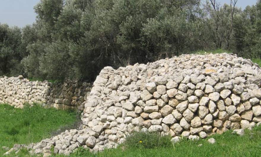 אלבום תמונות: ערימת סיקול בנויה היטב (שרידי שומרה?) והגדר הדרומית של מתחם הבוסתן בחורבת שר אלבום תמונות: ערימת סיקול בנויה היטב (שרידי שומרה?) והגדר הדרומית של מתחם הבוסתן בחורבת שר